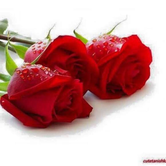 Meet your Posher, Sana - Picture 1 of 1